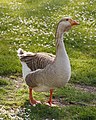 * Nomination Greylag goose, California. --King of Hearts 05:54, 22 January 2019 (UTC) * Promotion  Support Good quality.--Agnes Monkelbaan 05:56, 22 January 2019 (UTC)