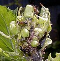 Ant Lasius flavus and aphids Fordinae.jpg