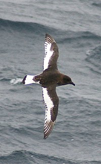 Antarctic Petrel 2.jpg