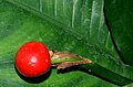 Anthurium-bakeri-fruit.jpg