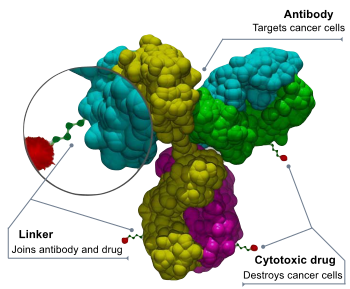 Schematic structure of an antibody-drug conjugate (ADC) Antibody-drug conjugate structure.svg