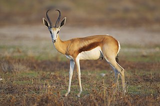 <span class="mw-page-title-main">Springbok</span> Antelope of southwest and south Africa