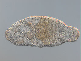 Antromacrostomum armatum