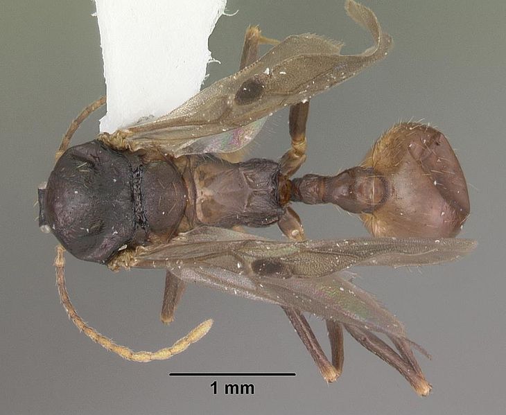 File:Aphaenogaster lamellidens casent0103593 dorsal 1.jpg