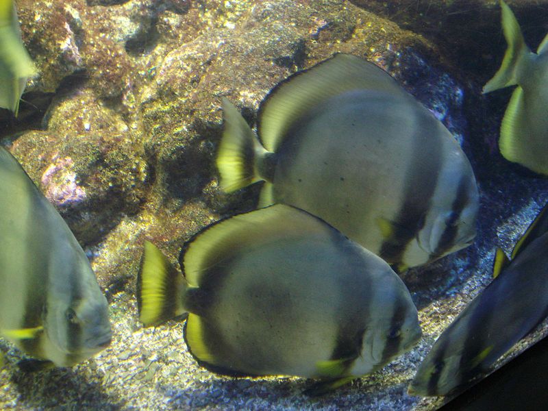 File:Aquarium Genoa 07.JPG