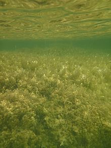 Stonewort Meadow, Lake Indawarra, South Australia Aquatic algae in Lake Indawarra.jpg