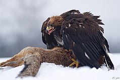 Орёл поедает дичь