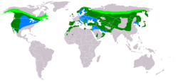 Maakotkan levinneisyys. Vaaleanvihreä pesimisalueet, sininen talvehtimisalueet, tummanvihreä ympärivuotisesti.