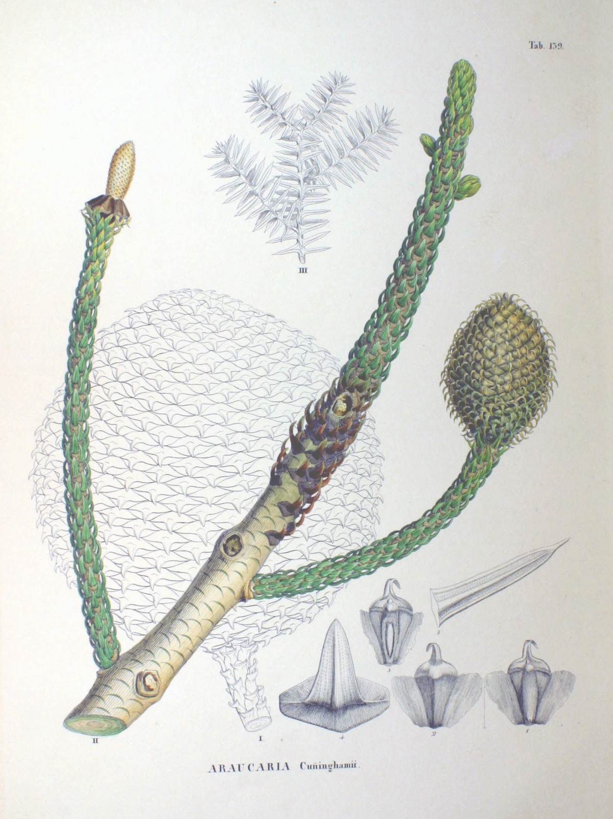 File:Araucaria cunninghamii Mudie (AM AK325715-2).jpg - Wikimedia Commons