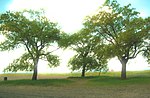 Miniatuur voor Bestand:Arbores vitae - Flickr - LaLina.jpg
