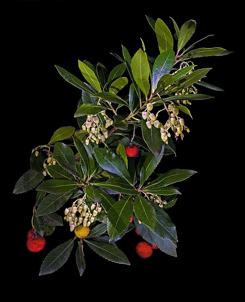 Fruits (arbouses), fleurs et feuilles de l'arbousier (Arbutus unedo).  (définition réelle 4 095 × 5 041)