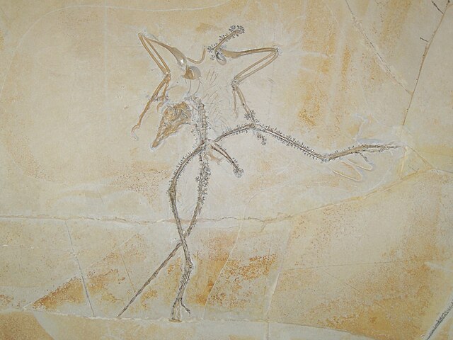 The Thermopolis specimen of Archaeopteryx, which showed that it also had a hyperextendible second toe