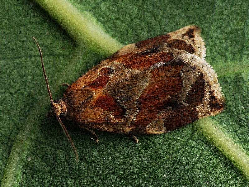 File:Archips xylosteanus ♂ - Variegated golden tortrix (male) - Листовёртка-толстушка пестрозолотистая (самец) (41256013472).jpg