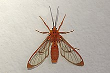 Arctiinae көбелегі (Isanthrene monticola) .jpg