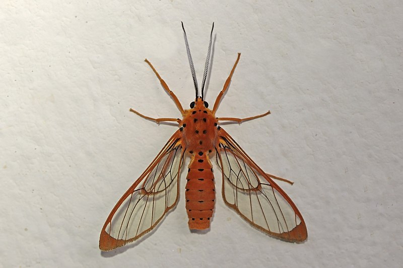 File:Arctiinae moth (Isanthrene monticola).jpg