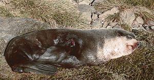 Otarie À Fourrure Subantarctique: Répartition et population, Aspect physique et proportions, Histoire naturelle