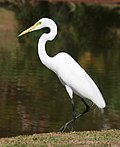 Bird Ardea