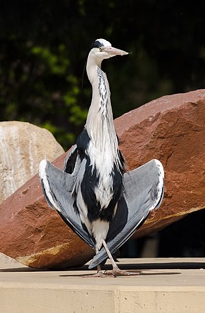 Ardea cinerea in the Zoo Heidelberg