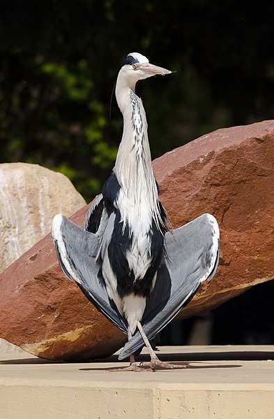 File:Ardea cinerea - Heidelberg.jpg