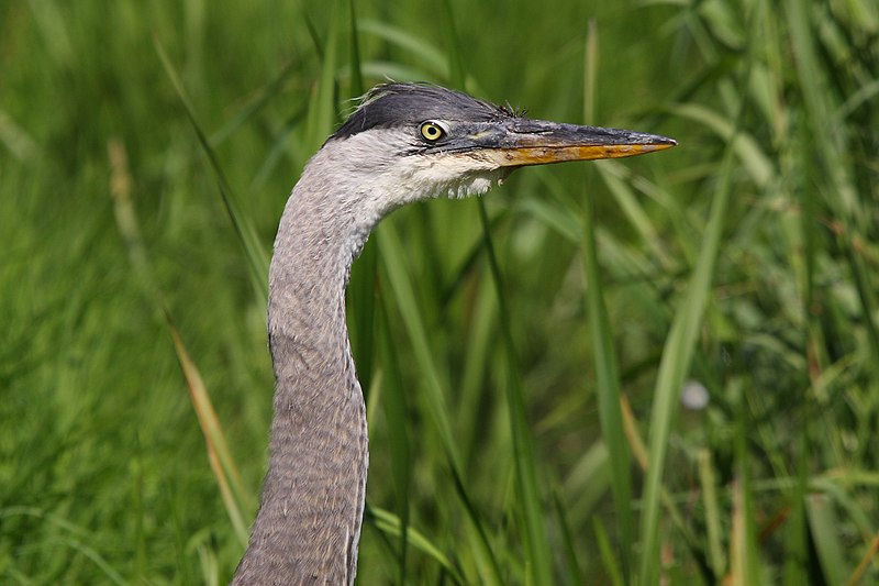 File:Ardea herodias CT4.jpg