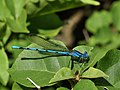 Miniatura para Argia anceps