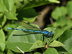 Argia anceps (Mexican Blue Dance)