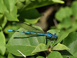 Argia anceps