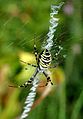 Argiope bruennichi Germany - Saarland