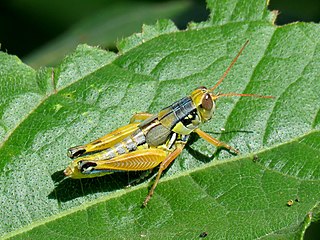 <i>Melanoplus aridus</i> Species of grasshopper