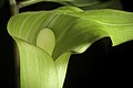 Arisaema sazensoo