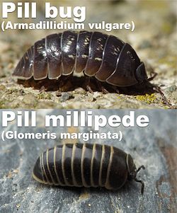 Armidillidium.vs.glomeris.jpg