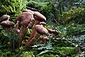 42 Armillaria-mellea-hallimasch uploaded by Holleday, nominated by Holleday