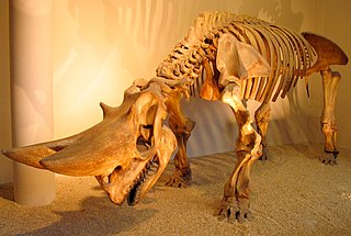 <i>Arsinoitherium</i> Extinct family of mammals