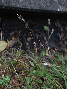 Артраксон hispidus kobunags01.jpg