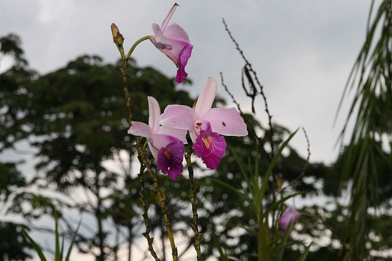 File:Arundina graminifolia 16zz.jpg