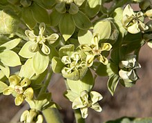 Asclepias erosa 4.jpg