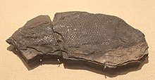 Asialepidotus-Paleozoološki muzej Kine.jpg