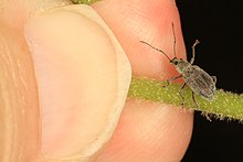 Asya Meşe Böceği - Cyrtepistomus castaneus, Occoquan Bölge Parkı, Lorton, Virginia.jpg