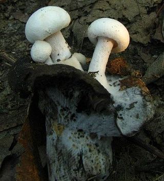 <i>Asterophora lycoperdoides</i> Species of fungus