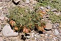 Astragalus allochrous - Flickr - aspidoscelis.jpg