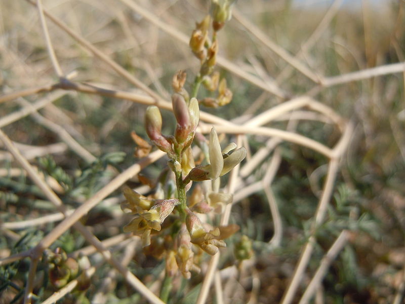 File:Astragalus gracilis (7273544566).jpg