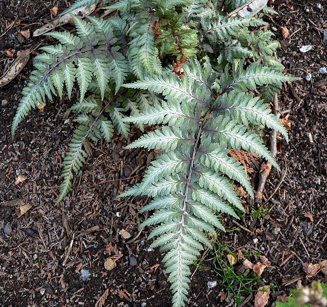 File:Athyrium niponicum pictum 1.jpg