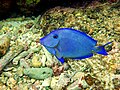Atlantic Blue Tang (Acanthurus coeruleus).jpg