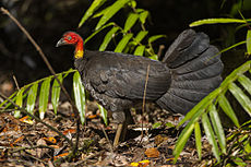 Australian Brush-Turkey - Queensland S4E8479 (22386565465).jpg