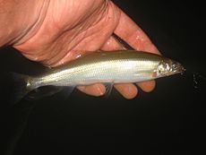 Australian grayling.JPG