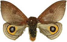 Automeris naranja female.jpg