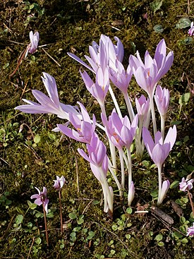 Colchicum autumnale