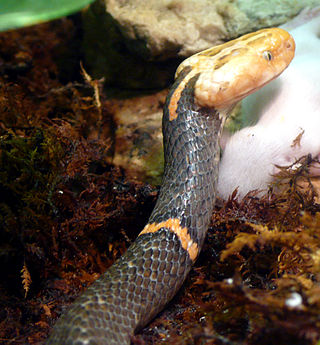 <i>Azemiops</i> Genus of snakes