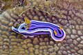 * Nomination Loch’s chromodoris slug (Chromodoris lochi), Anilao, Philippines --Poco a poco 08:43, 8 June 2024 (UTC) * Promotion  Support Good quality. --Ercé 09:09, 9 June 2024 (UTC)