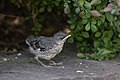 A fledgling Northern Mockingbird at Mathias Baldwin Park, Philadelphia.